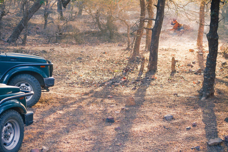 Jaipur: Jeep lub Canter Safari w Parku Narodowym Ranthambore