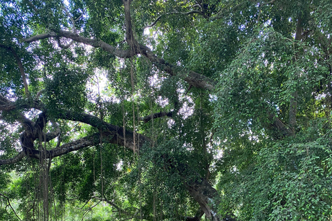 Bali: Foresta delle Scimmie di Sangeh, cascata e tour del tempioBali: tour della foresta delle scimmie di Sangeh, cascata e tempio
