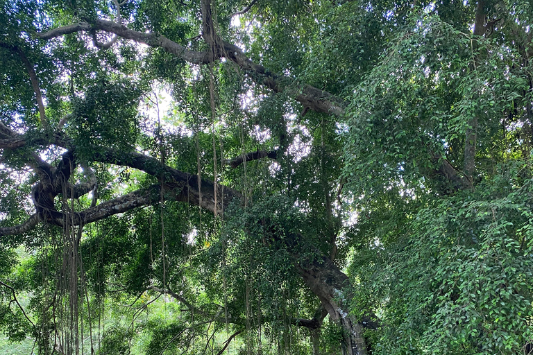 Bali: Foresta delle Scimmie di Sangeh, cascata e tour del tempioBali: tour della foresta delle scimmie di Sangeh, cascata e tempio
