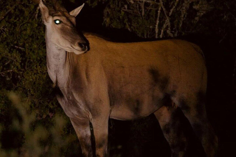 Nairobi: National Park Night Game Drive