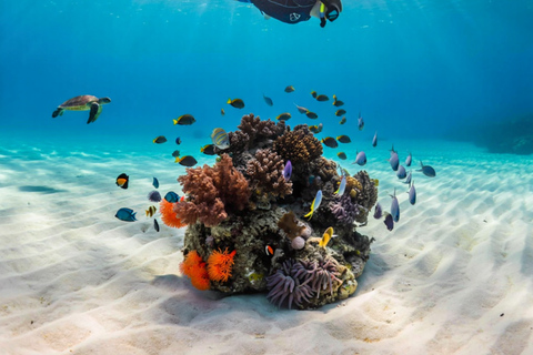 Zanzibar: Snorkeling and Sailing at Kiwengwa Reef