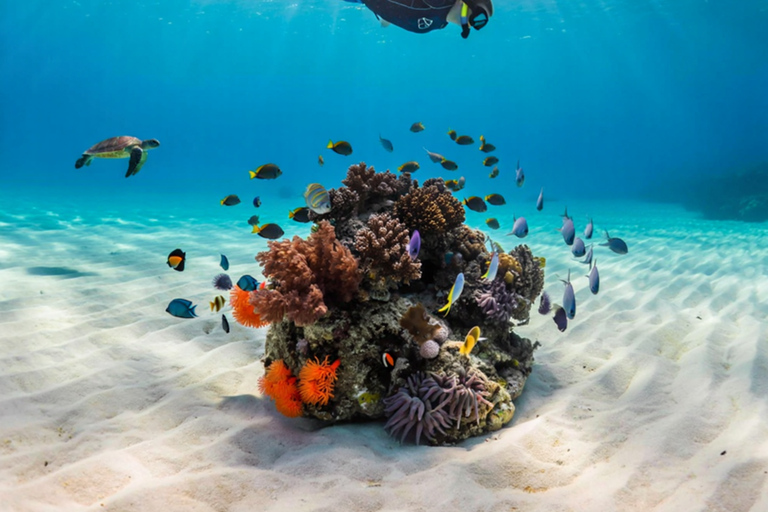 Sansibar: Schnorcheln und Segeln am Kiwengwa-Riff