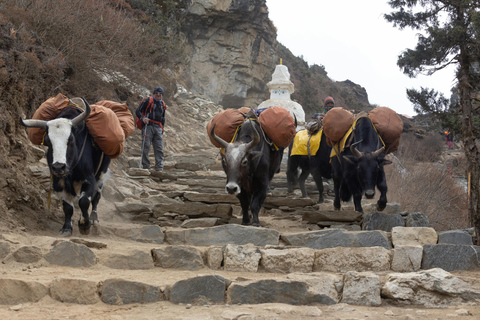 Nar Phu Valley Trek 9 Nächte 10 Tage