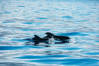 Los Cristianos, Croisière sans casque et Dolphin Cruise - Housity