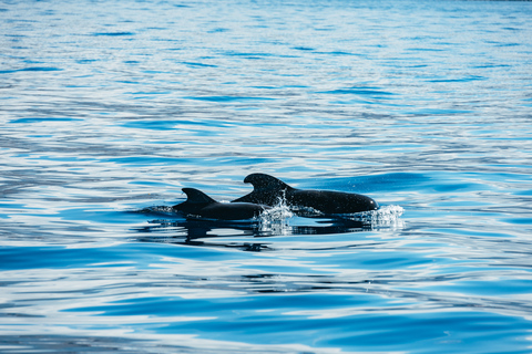 Los Cristianos: crucero sin persecuciones de ballenas y delfines