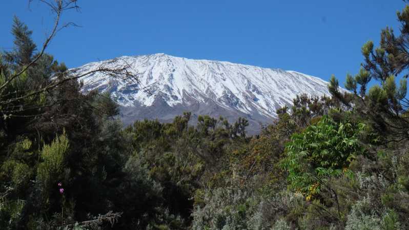 Гора Килиманджаро: однодневный поход в базовый лагерь для небольшой группы