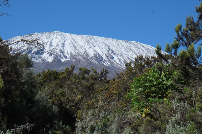 Mount Kilimanjaro en dags vandring till baslägret för liten grupp