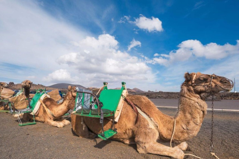 Passeio de camelo em Palmerie de MarrakechPasseio de camelo em Marrakech