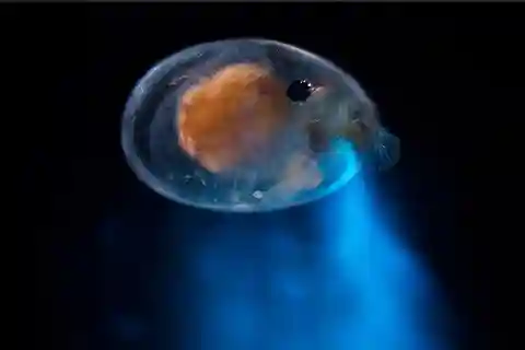 Bioluminescense nacht snorkelervaring