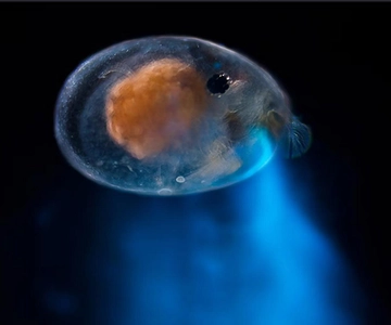 Bioluminescense Night Snorkel Experience