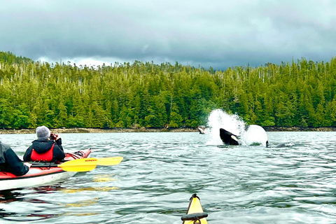 Ketchikan: Orca Cove Fast Boat & Sea Kayaking Tour
