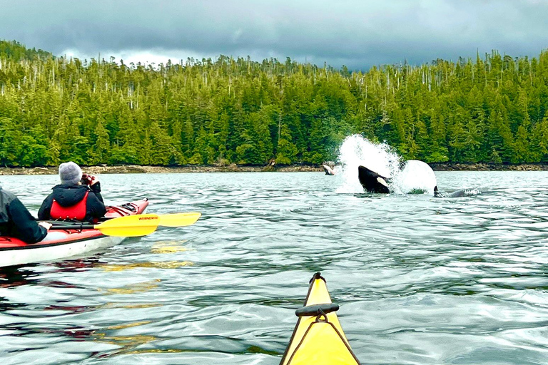 Ketchikan: Orca Cove Fast Boat & Sea Kayaking Tour