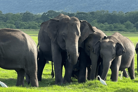 Minneriya National Park: Half-Day Evening Jeep Safari