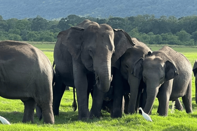 Minneriya National Park: Half-Day Evening Jeep Safari