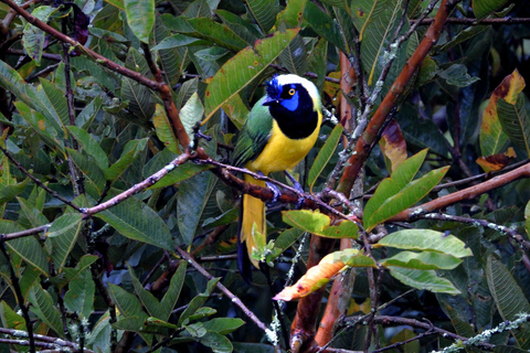 Medellín: Birdwatching on Cerro Tusa Ancient Pyramid Trails
