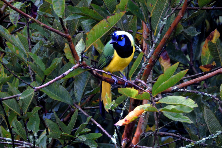 Medellín: Birdwatching on Cerro Tusa Ancient Pyramid Trails