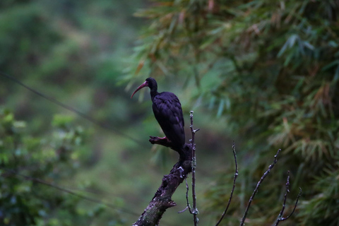 Birding Medellin z ekspertem obserwującym ptaki (prywatnie)