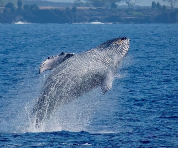 Big Island: Kona Super Raft Whale Watch