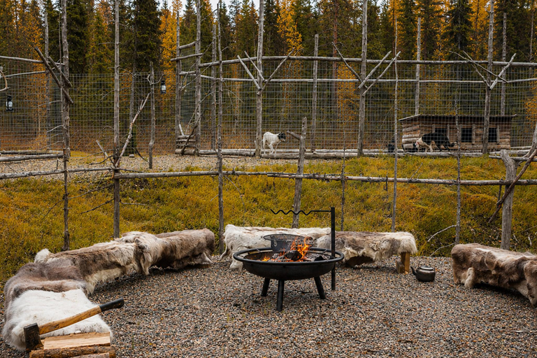Rovaniemi: Meet Vasco Husky & Enjoy Sled Ride at Husky Farm ⭐ Winter Husky Adventure with Vasco | Jan 1 – Mar 31