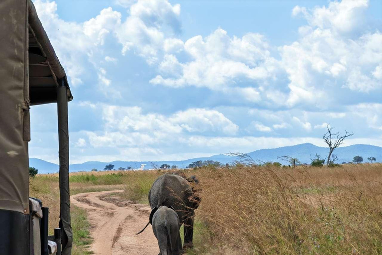 From Zanzibar: Mikumi Safari Day Trip with Flights and Lunch Mikumi Shared Safari without hotel transfer