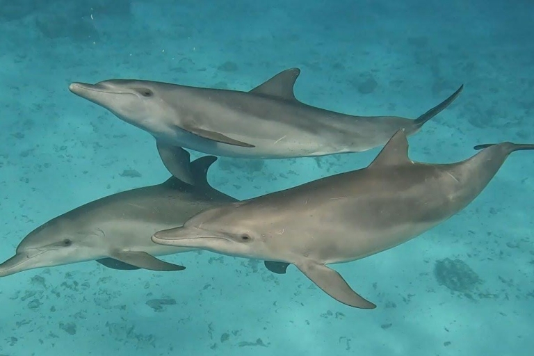 Wycieczka z delfinami + nurkowanie z rurką na wyspie Mnemba - pół dniaWycieczka z delfinami i nurkowanie z rurką na wyspie Mnemba.