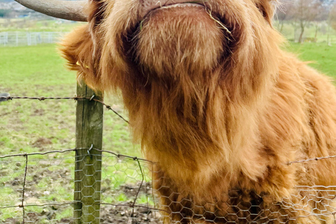 Edinburgh: Highland Cow, Blackness Castle and Tea