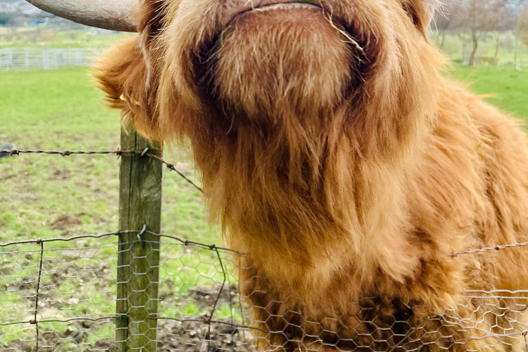 Edinburgh: Highland Cow, Blackness Castle and Tea
