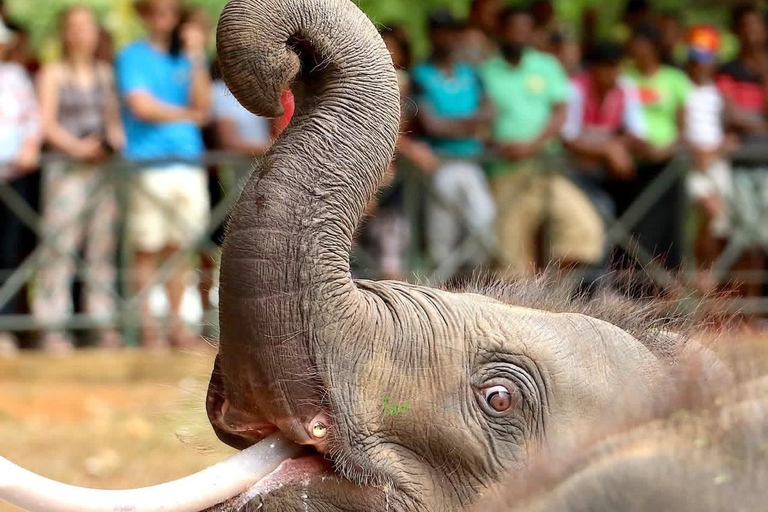 Bentota/Mirissa/Hiriketiya/Tangalle: Ella Scenic Day Tour Udawalawe Elephant Transit Home & Ella Day Tour