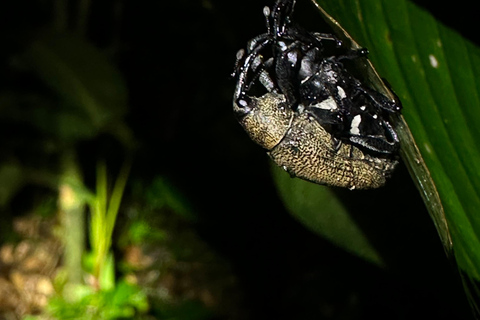 Monteverde: Night Tour with Night Vision Goggles