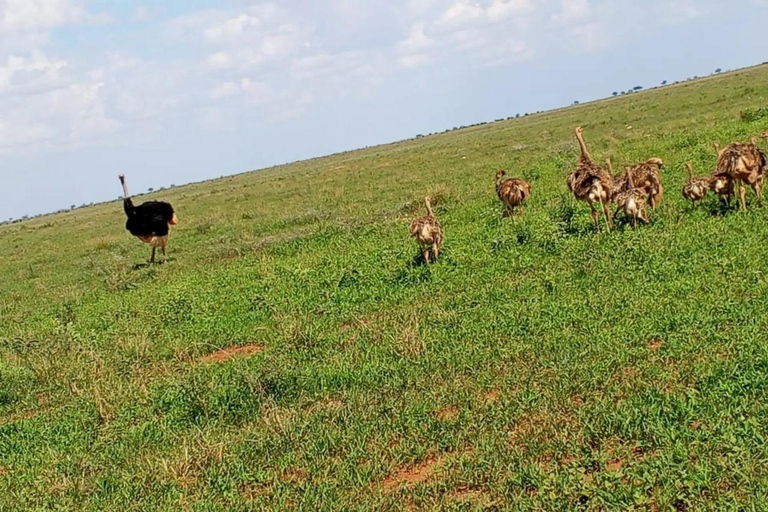 Nairobi National Park: Early Morning or afternoon adventure Early morning game drive in a Landcruiser JEEP