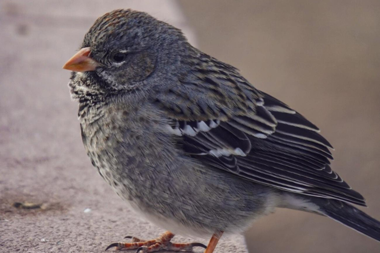Monte León National Park: penguins, sea lions, and wild coasts