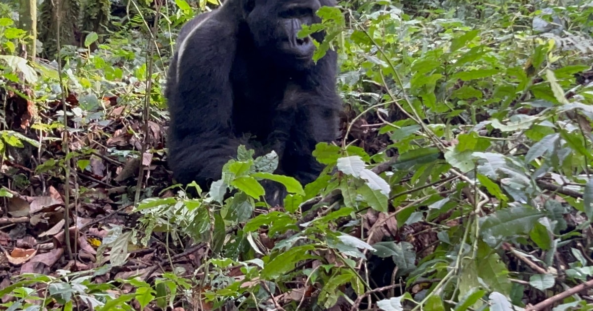 ルワンダのキガリからウガンダへの 1 日ゴリラ トレッキング日帰り旅行
