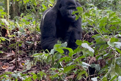 Dagsutflykt med gorillatrekking i Uganda från Kigali, Rwanda