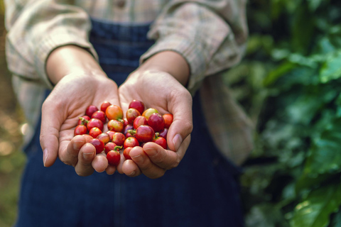 Rwanda: koffie-ervaring van boon tot brouwsel