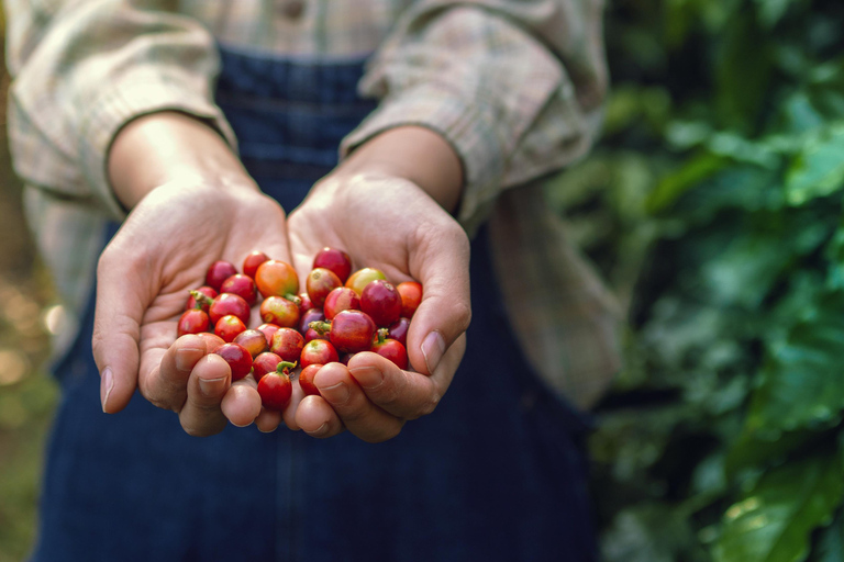 Ruanda: experiência de café do grão à bebidaRuanda: Experiência de café do grão à bebida