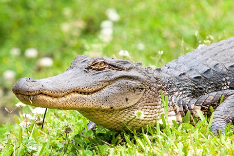 New Orleans: Swamp Boat Ride & Whitney Plantation Tour