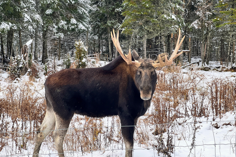Montreal: Omega Park Private Tour with Pickup & Guide
