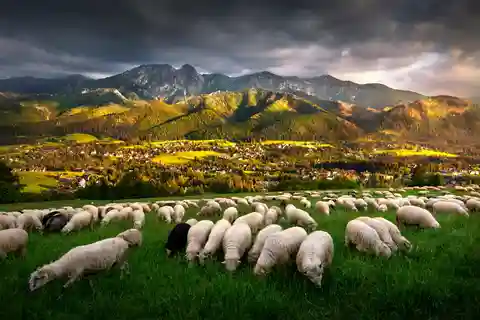 Cracovia: Excursión de un día a Zakopane con servicio de recogida del hotel, degustación de queso