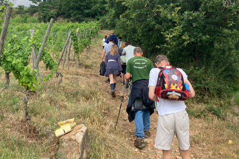 Hiking & Wine between Côte-Rôtie and Condrieu