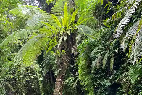 Ubud : Rizière, forêt de singes, temple et cascade