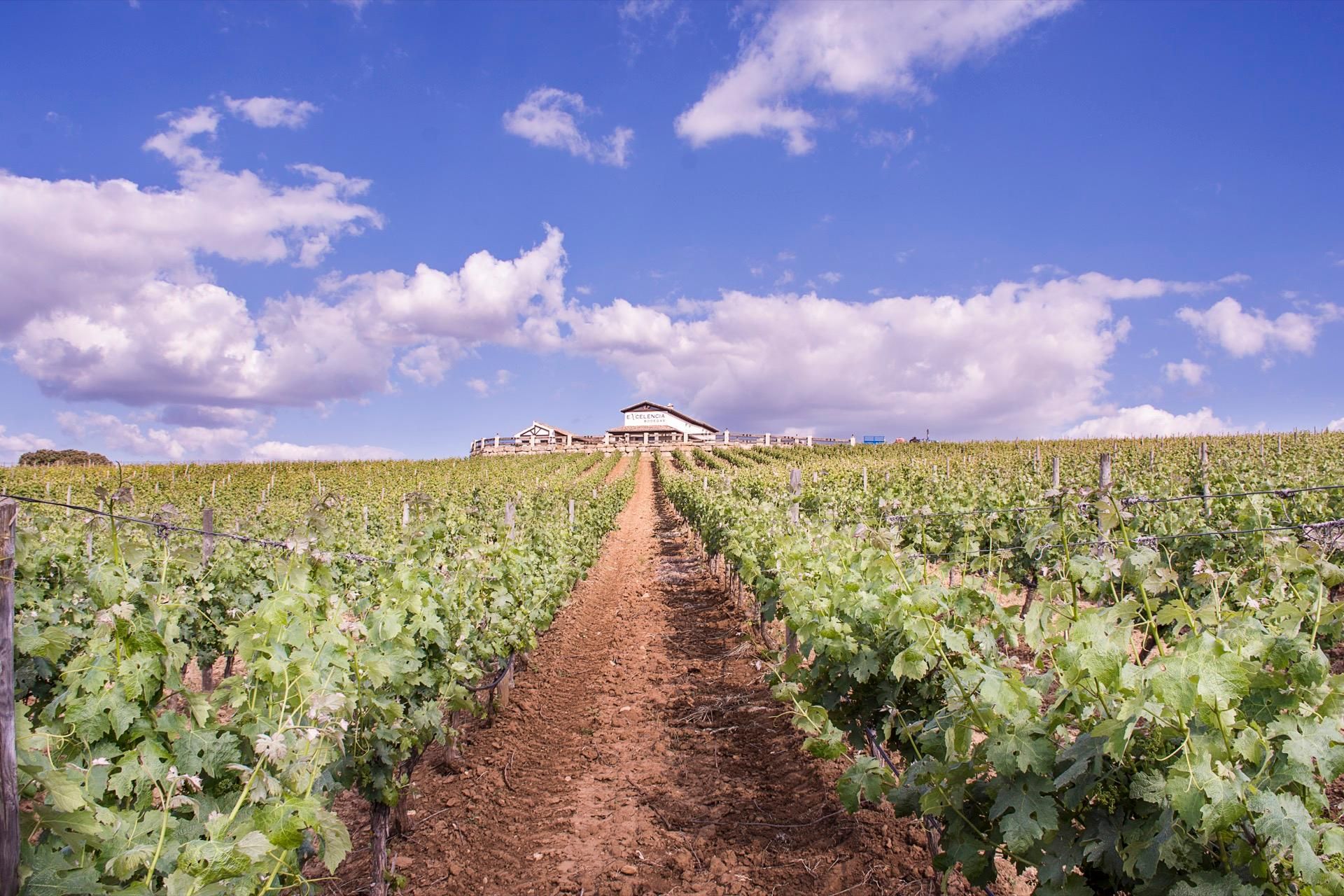 Ronda: Tour durch ein Weingut mit Weinverkostung und Tapas