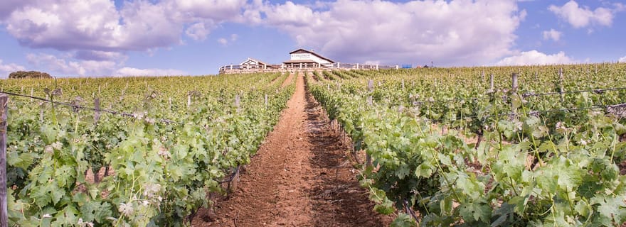 Ronda : visite d'un domaine viticole avec dégustation de vins et tapas