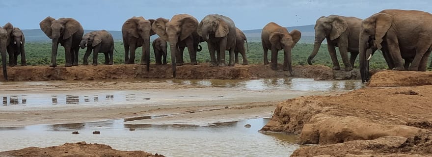 Safari privé d'une journée dans le parc national des éléphants d'Addo