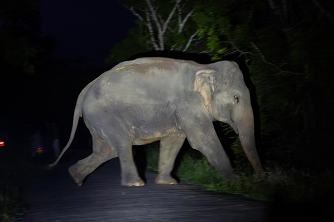 From Sigiriya: Sigiriya City Night Wildlife Safari Adventure