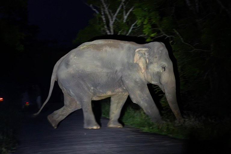From Sigiriya: Sigiriya City Night Wildlife Safari Adventure