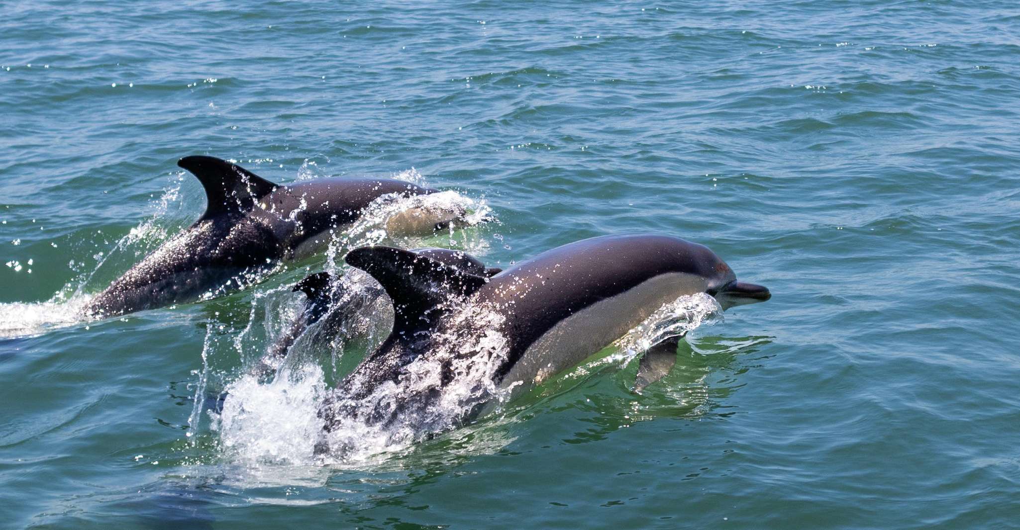 Lisbon: Dolphin Watching with Marine Biologist - Small Group