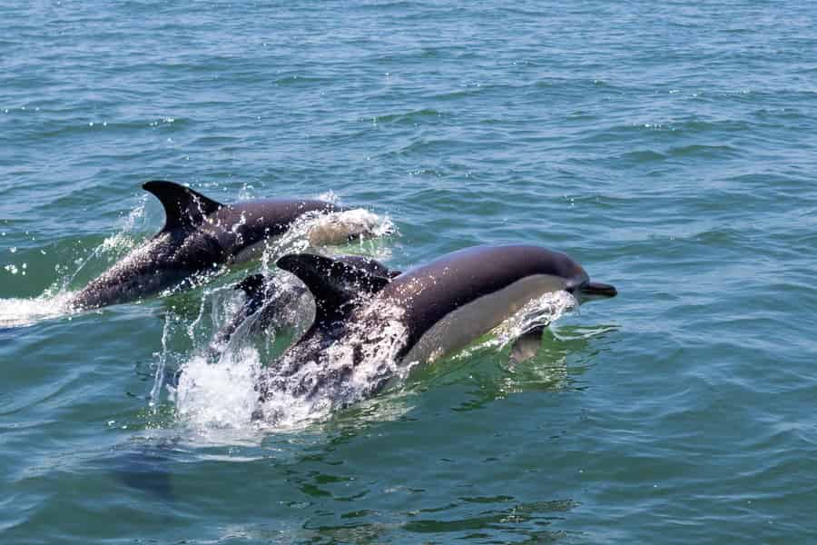Lissabon: Delfinbeobachtung mit Meeresbiologen – kleine Gruppe. Foto: GetYourGuide