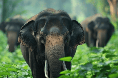 Safari no Habarana Eco Park com jipe e taxa de entrada