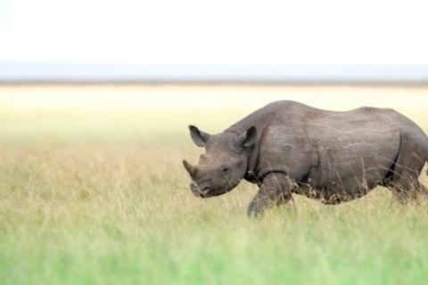 From Nairobi: 8-Day Mara, Nakuru, Naivasha & Amboseli Safari