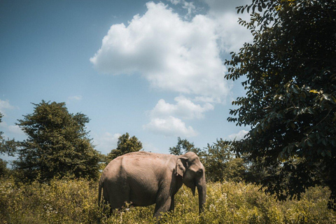 From South Coast: Udawalawe Park Safari with Ella Drop-off